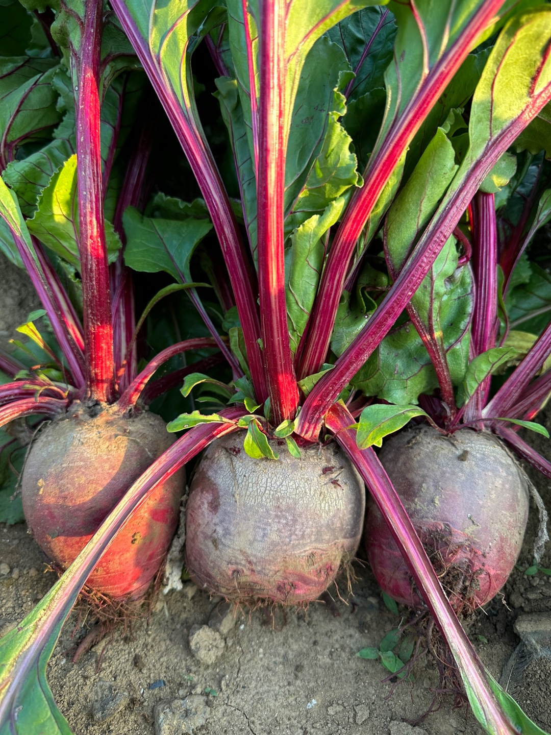 제주 한이왓농장 <b>레드 비트</b> 5kg 10kg