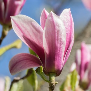 [충북농원] 자목련 목련나무 묘목 - R2 분묘