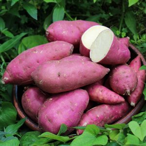 [햇님농장] 고구마 밤고구마 세척 꿀 밤고구마 3kg