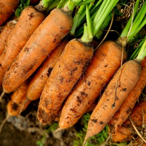 평대돌담농장 제주 구좌 햇당근 흙 5kg 10kg 신선 제철 국산 농가직송