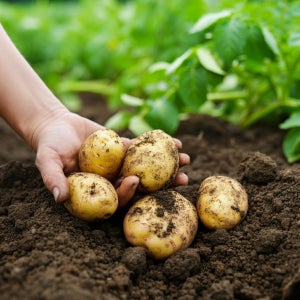 국내산 제주 강원도 25년 햇 수미 알 감자 10kg