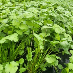 국내산 고수 100g, 500g 향신료 고수나물 허브 Ngo ri 동남아 식재료