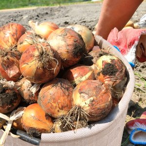 햇양파 황토 무안양파 소/중/대 3kg