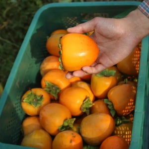 대봉감 홍시 곶감용 대봉시 감말랭이 반건시 2kg 4.5kg 10kg