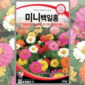 세계종묘 미니백일홍 씨앗 50립 혼색 키작은 난쟁 미니백일홍 한해살이 일년생 꽃씨 종자 관상용 혼합색상