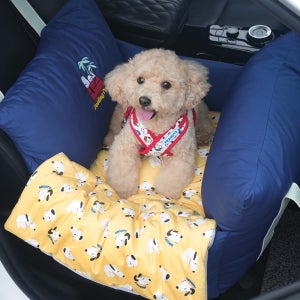 패리스독 피너츠 필링프리 카시트 네이비 세탁가능 방석포함