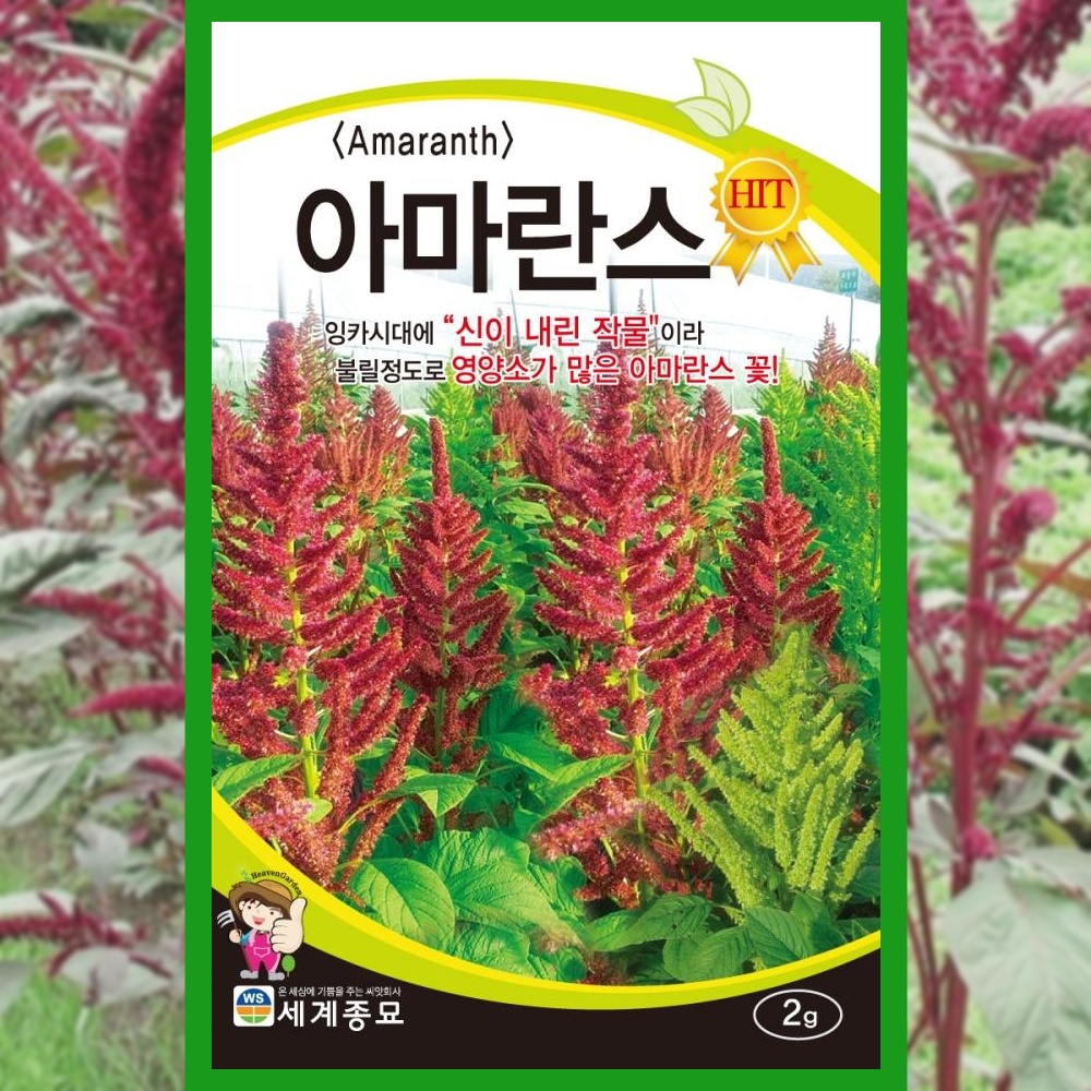 아마란스씨앗 2g <b>슈퍼</b>푸드 씨앗 종자 꽃씨앗