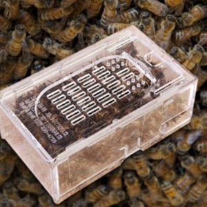 벌침 벌 꿀벌 봉독 봉침 침 100마리