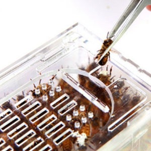 벌침 벌 꿀벌 봉독 봉침 침 100마리