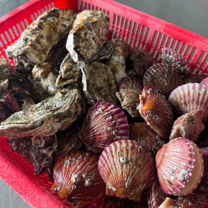 산지직송 세척 통영 홍가리비 석화 석굴 세트구성 제철 술찜 굴찜 조개구이 캠핑