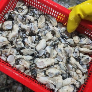 제철 통영 생굴 1kg 산지직송 최상급 세척 깐굴 김장용 횟감용 석화