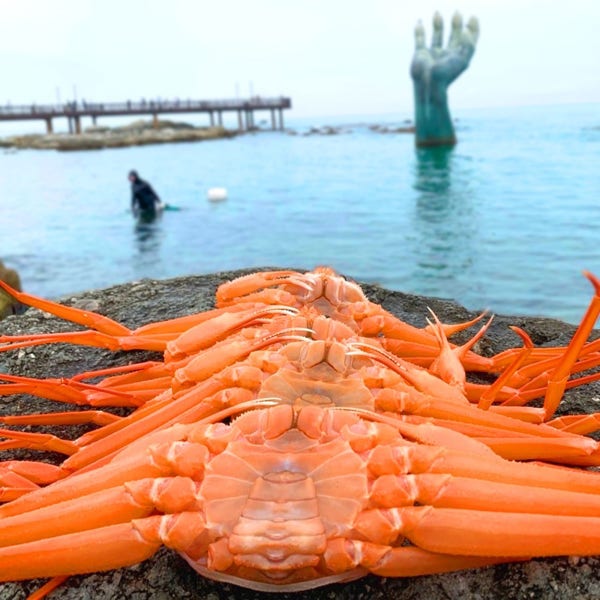 [직접생산] 홍게어때 홍게 포항 수율보장 3kg 구룡포항직송