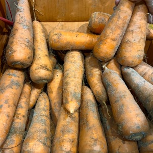 (농협 선별,품질 보증) 제주 흙당근