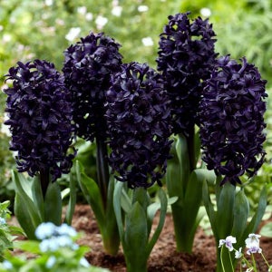 히아신스 히야신스 구근-미드나이트 스카이 (검보라)(한정판매)