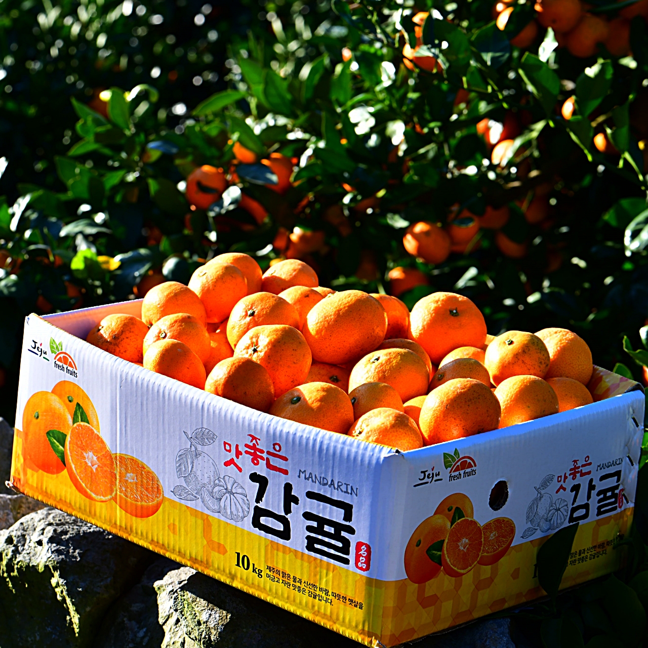 제주 꼬마귤 산지직송 고당도 노지 타이벡 감귤 5kg 10kg