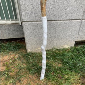 나무 보온재 월동준비 거적 덮기 동절기 겨울나기 동해방지 나무 뜨개옷