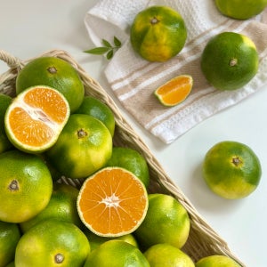 제주 조생 타이벡 타이백 효돈 노지감귤