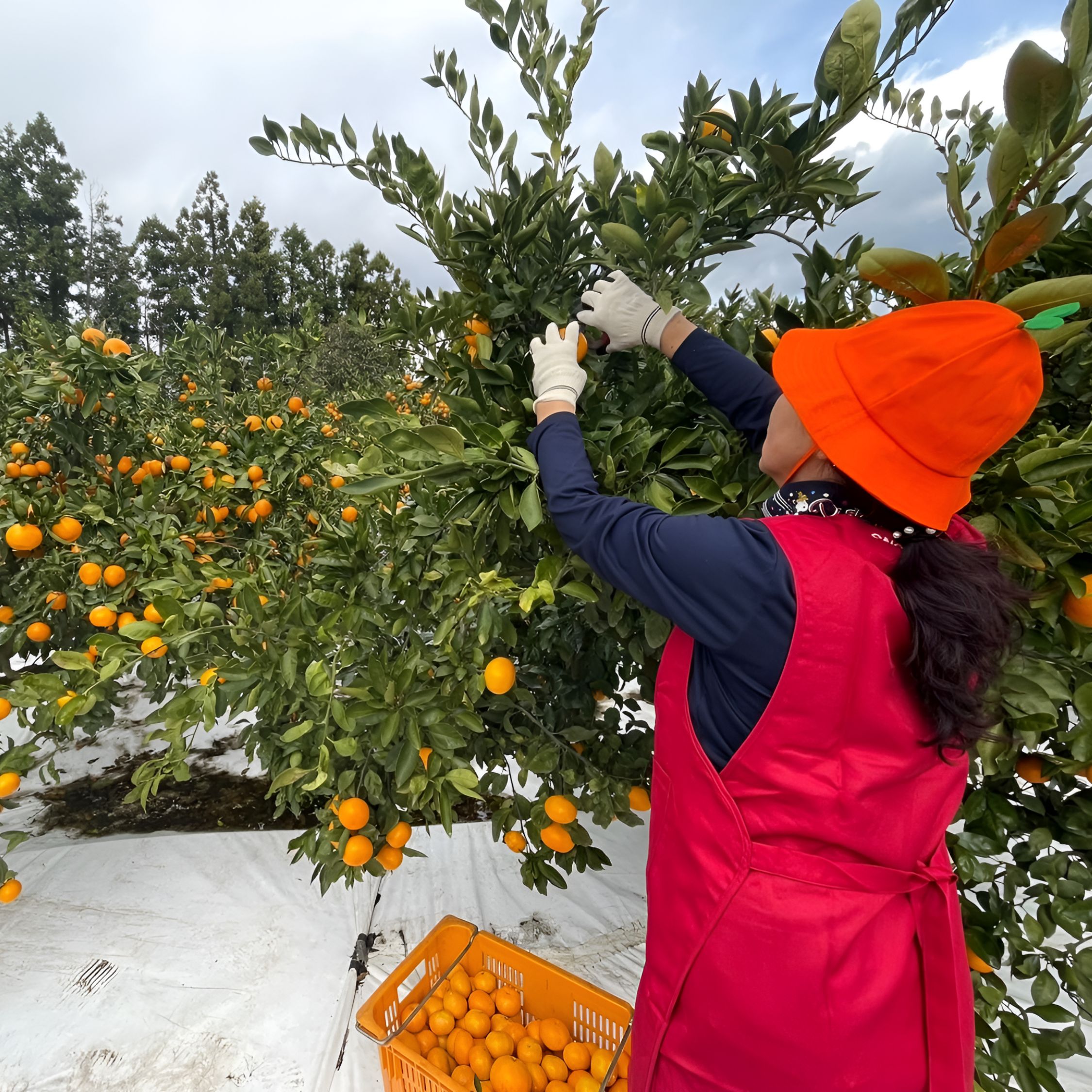 제주 조생 타이벡 타이백 효돈 노지 감귤 황금향 홍매향 10kg 10키로 5kg 5키로