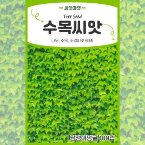 담쟁이덩굴 나무 씨앗 100립 조경 수목 나무 씨 종자