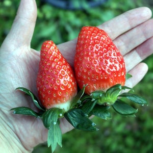 딸기 당도선별 고당도 생딸기 설향 금실 킹스베리 장희딸기