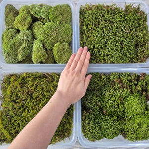 비바리움 테라리움diy 이끼 대용량(60x30) 공기정화 천연 이끼식물
