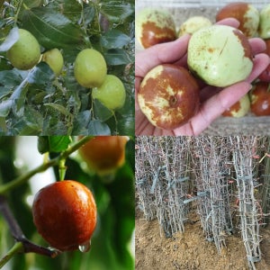 대추나무 1년생 묘목 왕대추, 사과대추