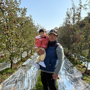 경북 청송 사과 부사 꿀사과 산지직송 10kg