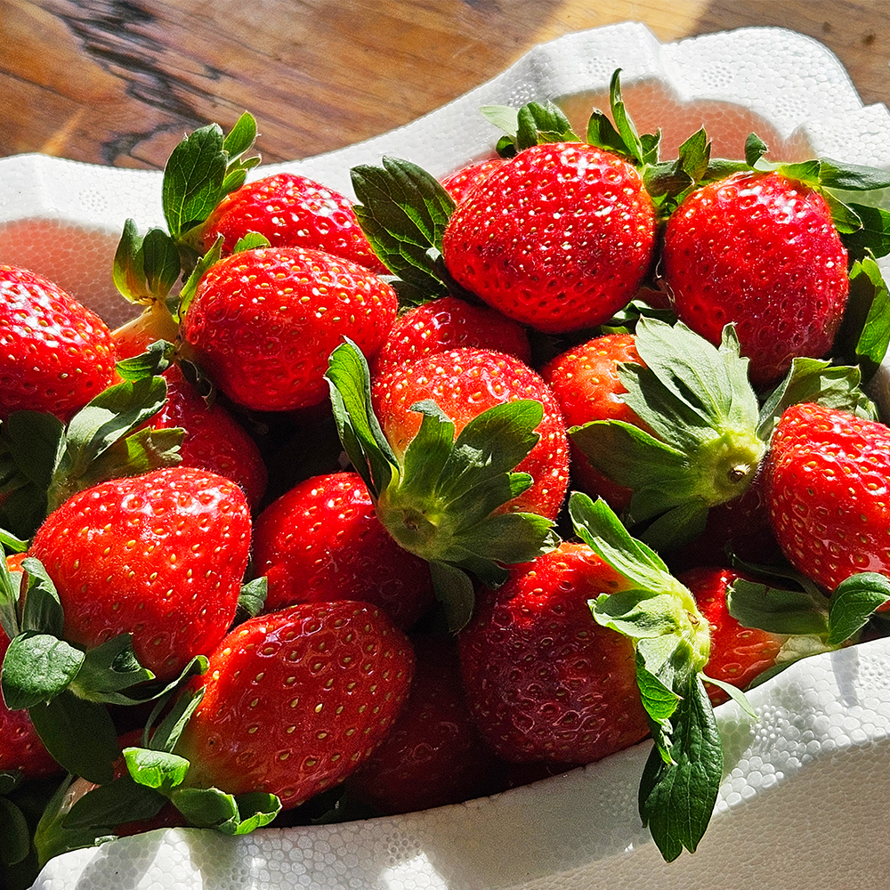 고당도 명품 프리미엄 청주 청원생명딸기 설향 농장직송 1Kg 30-35과 제철과일