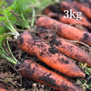 산지직송 제주 구좌당근 햇 흙 당근 쥬스용 주스용 3kg
