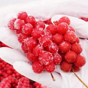 최상급 급속냉동 오미자 생과 15kg 올해수확 오미자청 당절임용