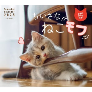 2025년 캘린더 고양이 벽걸이 달력 치이사나 네코모프 귀여운아기고양이달력