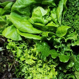 당일수확 산지직송 유럽 상추 유러피안 샐러드 야채 채소 1kg 모듬쌈채소(4종-6종 이상)
