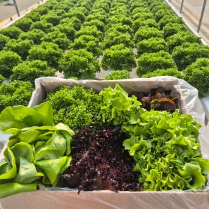 전북 김제 당일수확 고급 유럽 상추 유러피안 샐러드 야채 채소 1kg(4종-6종 이상)