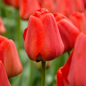 네덜란드 직수입 튤립구근 50구 에버랜드 납품용 11월 예약상품 아펠톤 외 17종