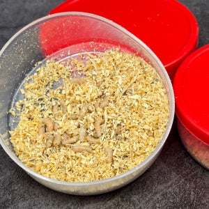 빙어덕이 빙어 구더기 미끼