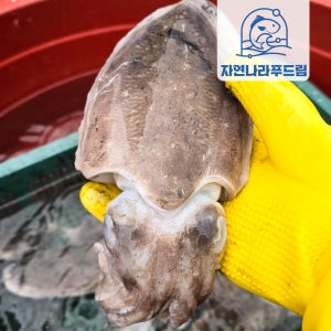 국산 손질 갑오징어 특대 1팩 2-6미 급냉 숙회 간편 태안 서해