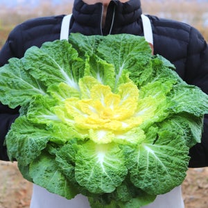 국내산 햇 <b>봄동</b> 배추 <b>봄동</b> 겉절이 김치 1kg 2kg