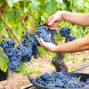 포도나무묘목 캠벨 포도나무 5년생 분묘