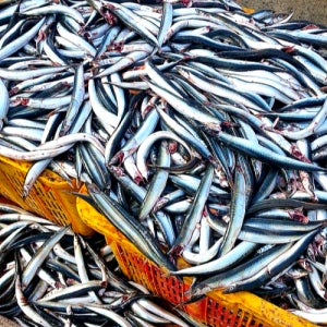 동해 겨울 제철 생물 급랭 도루묵 양미리 1kg