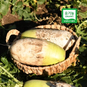 제주 유기농 월동 무 5kg 10kg