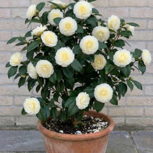 중품 21호 다로네가 동백 개화주 아이보리색 황동백 겹동백