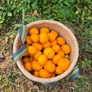 서귀포 노지감귤 소과 로얄과 대과 혼합과 5kg 10kg 산지직송 무료배송