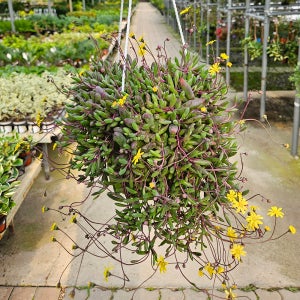 아비가든 루비앤네크리스 중대품 다육 행잉식물 진주목걸이다육