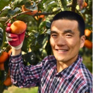 옥가네단감 창원 부유 단감 5kg 10kg