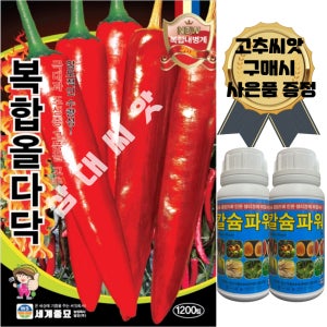 복합올다닥 1200립 고추씨앗 고추종자 수확량 많은 복합내병계