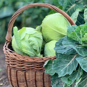 [느영나영] 친환경 무농약 양배추 제주산 CCA주스