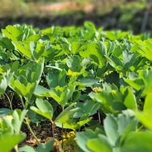 신선한 상품만 엄선 국내산 생 방풍나물 25년 햇 방풍 봄나물 1kg, 1개