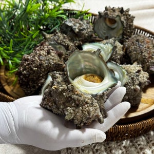 거제도 해남이 직접 채취한 뿔소라 큰 사이즈 1kg 5미 - 7미