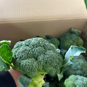 (농협선별,품질보증) 제주 브로콜리 1kg 3kg 6kg