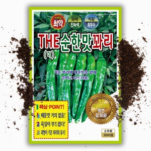 순한 꽈리고추씨앗 600립 안매운 꽈리 고추 씨 종자